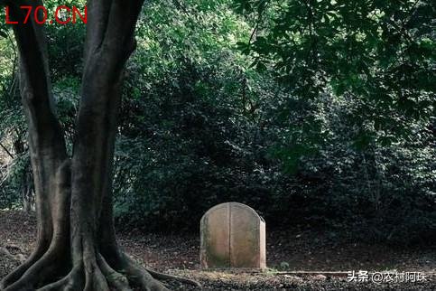 祖坟莫名长出大树，到底是吉是凶？老规矩有讲究，科学说法更实在