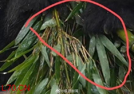 重庆动物园大熊猫食用竹子被指发霉 网友质疑引发关注