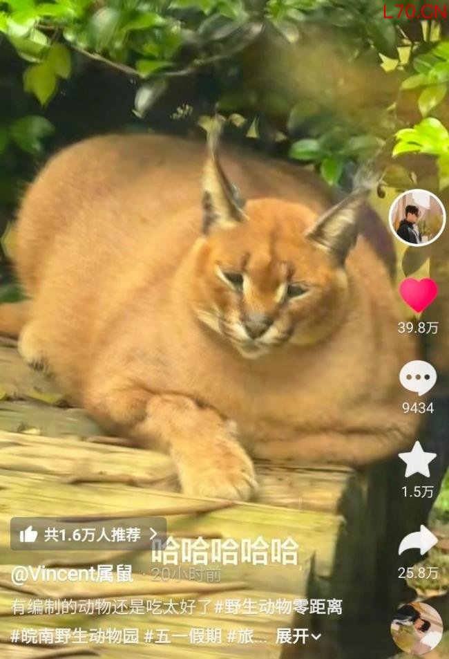 动物园狞猫胖成土豆 园方：趴着显圆