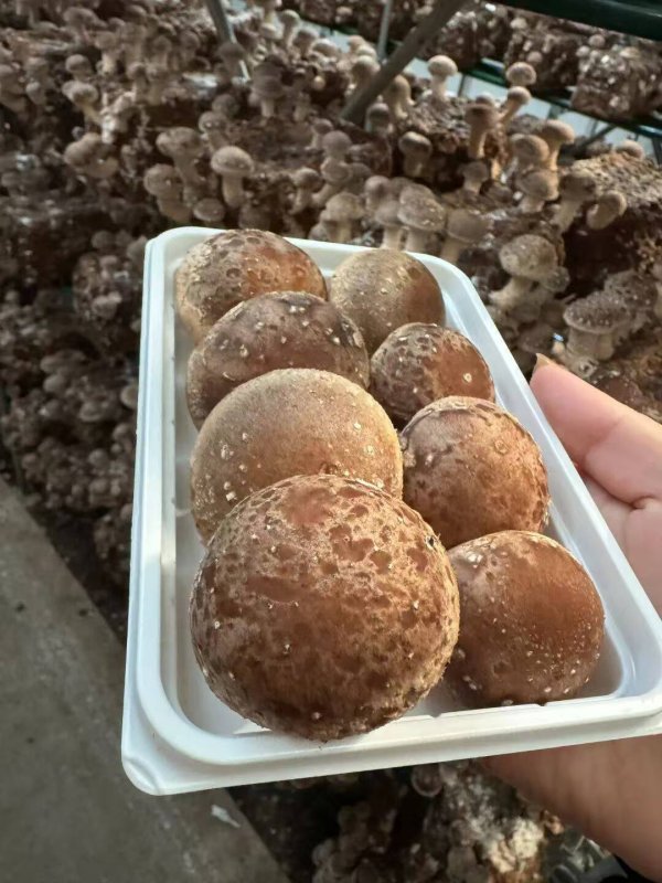 ​国字号认证！庄河香菇入选全国名特优新农产品名录